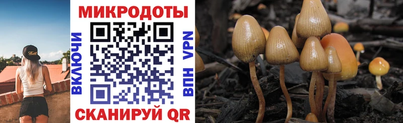 Галлюциногенные грибы Psilocybe  где продают   Орлов 